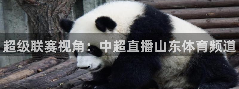 直播车足球直播,nba直播吧：超级联赛视角：中超直播山东体育频道