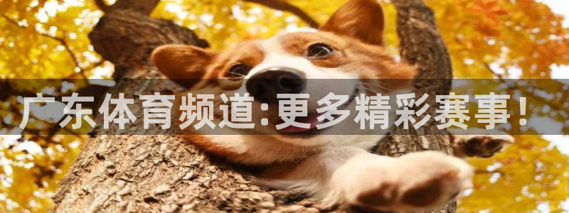 下载直播吧体育：广东体育频道:更多精彩赛事！