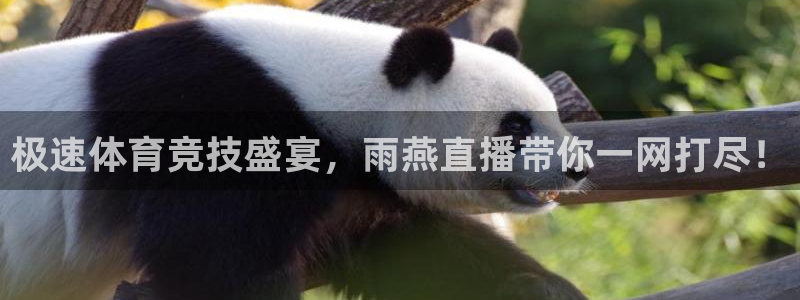 极速nba直播吧在线直播观看：极速体育竞技盛宴，雨燕直播带你一网打尽！